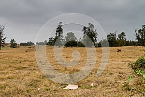 Meadow with horses near Frutillar, Chi