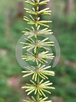 Meadow horsetail (Equisetum pratense)