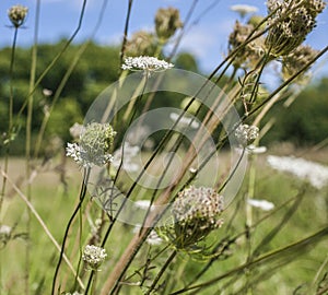 A meadow in the Hyde Park on a sunny day.