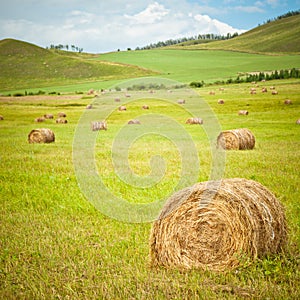 Meadow of Inner Mongolia