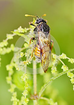 Meadow insect Cicada.