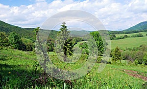 Meadow with isolated trees and bushes in Strazovske vrchy mountains