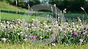 Meadow klee flowering