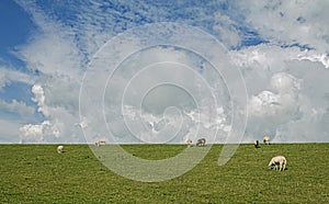 meadow landscape