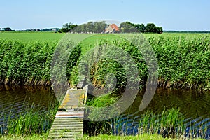 A meadow landscape from Dutch Island Ameland photo