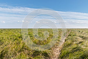 Meadow landscape on wetland