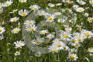 White and yellow flowers of leucanthemum vulgare photo