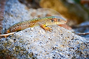 Meadow lizard  Darevskia pontica  sitting on a rock