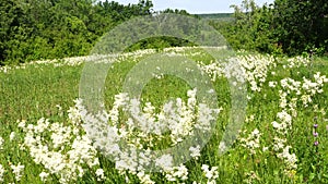 Meadow with lots of colorful spring flowers on sunny day. Nature floral background in early summer with fresh green grass.