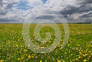 Meadow under sky with dark clouds