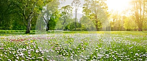 Meadow with lots of white and pink spring daisy flowers