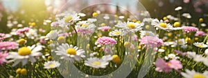 Meadow with lots of white and pink spring daisy flowers and yellow dandelions in sunny day