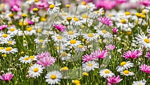 Meadow with lots of white and pink spring daisy flowers and yellow