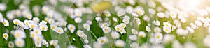 Meadow with lots of white spring daisy flowers and yellow dandelions in sunny day.