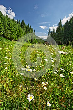 Meadow in Lubochnianska dolina valley in Velka Fatra mountains