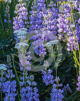 Meadow of Lupines and Yarrow Flowers