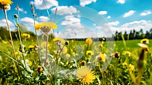 a meadow with lush green grass and vibrant yellow dandelion flowers