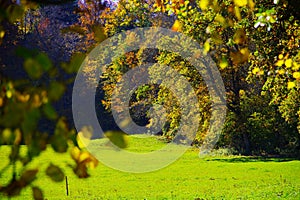 Meadow in lush green and trees with autumn leaves in full sunlight 2