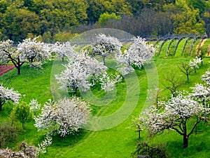 Meadow in lush green with white flowering fruit trees