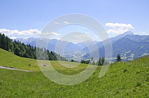Meadow in Maienfeld, Switzerland