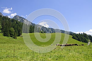 Meadow in Maienfeld, Switzerland