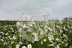 Meadow with many daisies with sky