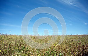 Meadow with many field flowers under beautiful blue sky