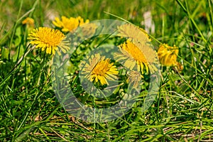 Meadow with many flowers from dandelion