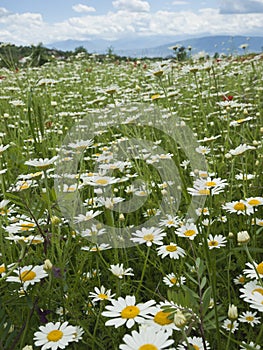 Meadow with marguerite and poppies
