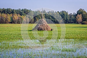 Meadow in Masovia region of Poland photo