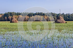 Meadow in Masovia region of Poland photo