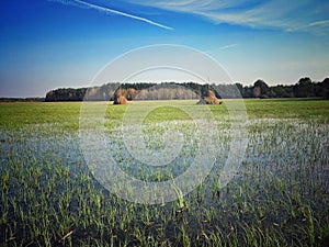 Meadow in Masovia region of Poland