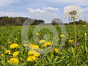 Meadow in May full flowering yellow dandelions