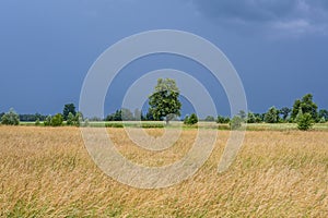 Meadow in Mazowsze region of Poland