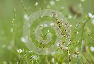 Meadow mess photo