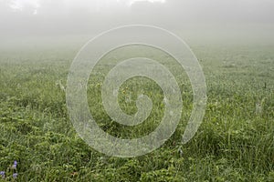 A meadow on a misty summer morning