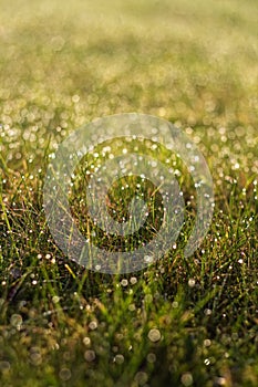 Meadow and morning dew