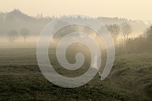 Meadow in morning mist