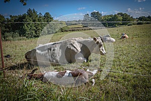 on a meadow mother cows with calves are lying in the sun