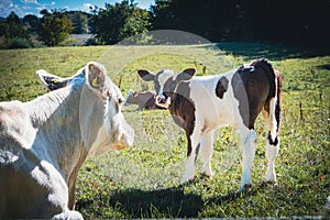 on a meadow mother cows with calves are lying in the sun