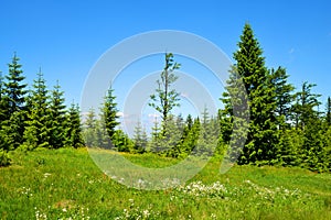 Meadow on mount Grosser Arber, National park Bayerische Wald,Germany. photo