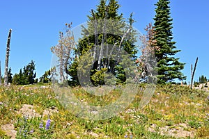 Meadow at Mount Hood, Volcano in the Cascade Range, Oregon photo