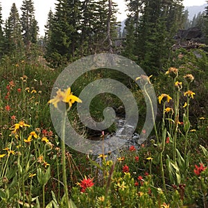 Meadow, Mount Shasta, CA
