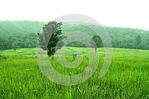 Meadow and mountain at Khao Yai National Park, Thailand