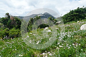 Meadow of Mountain Wildflowers