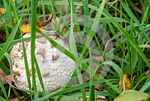 Meadow mushroom Agaricus campestris in the garden