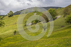 Meadow near le Vernet at col Mariaud with grazing cows