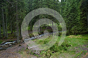 Meadow near the river in the forest at the mountains