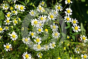 Meadow of officinal camomile flowers Matricaria chamomilla