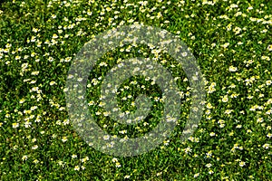 Meadow of officinal camomile flowers (Matricaria chamomilla)